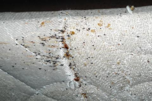 Bed Bug Exterminator. Northern Virginia Exterminator. #1 Pest Control Service.